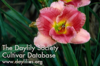 Daylily Pinegarden Rosemarie